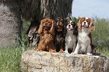 CAVALIER KING CHARLES 208